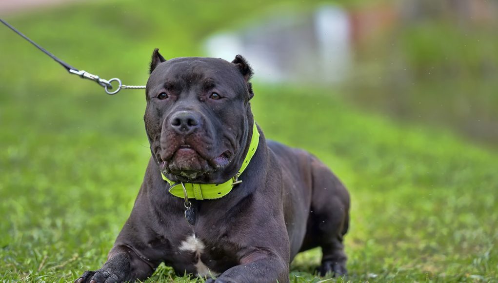 American Bully