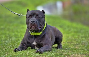 American Bully American Bully