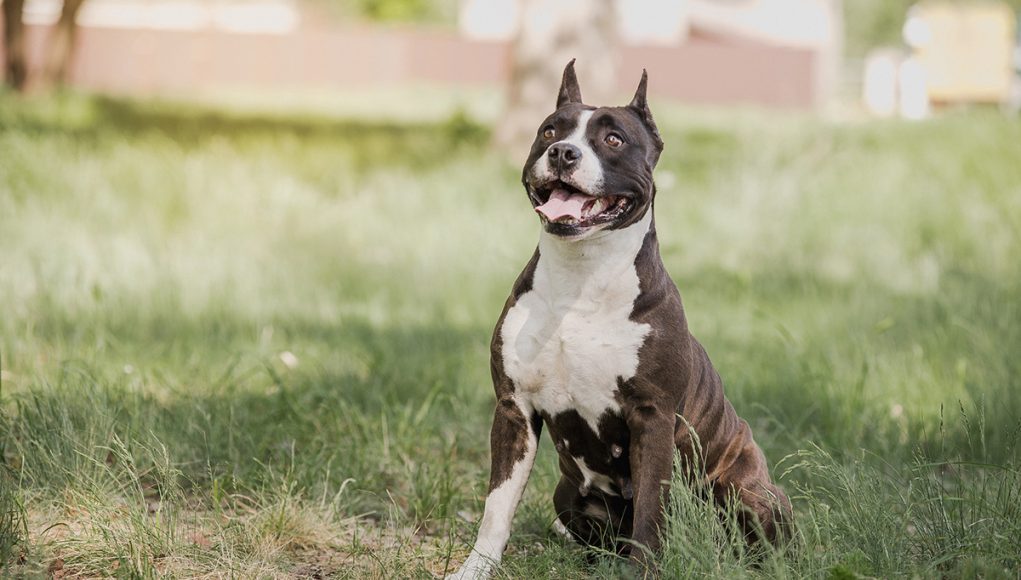 American Staffordshire Terrier