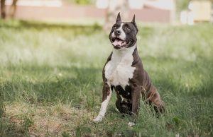 American Staffordshire Terrier American Staffordshire Terrier