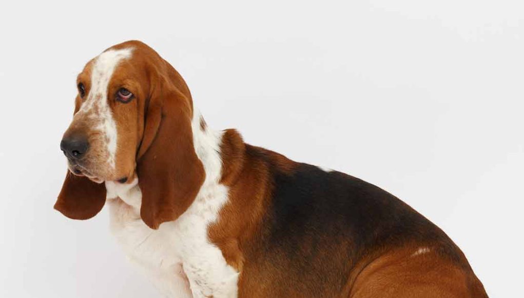 Basset Hound