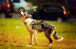 Berger Australien Berger Australien