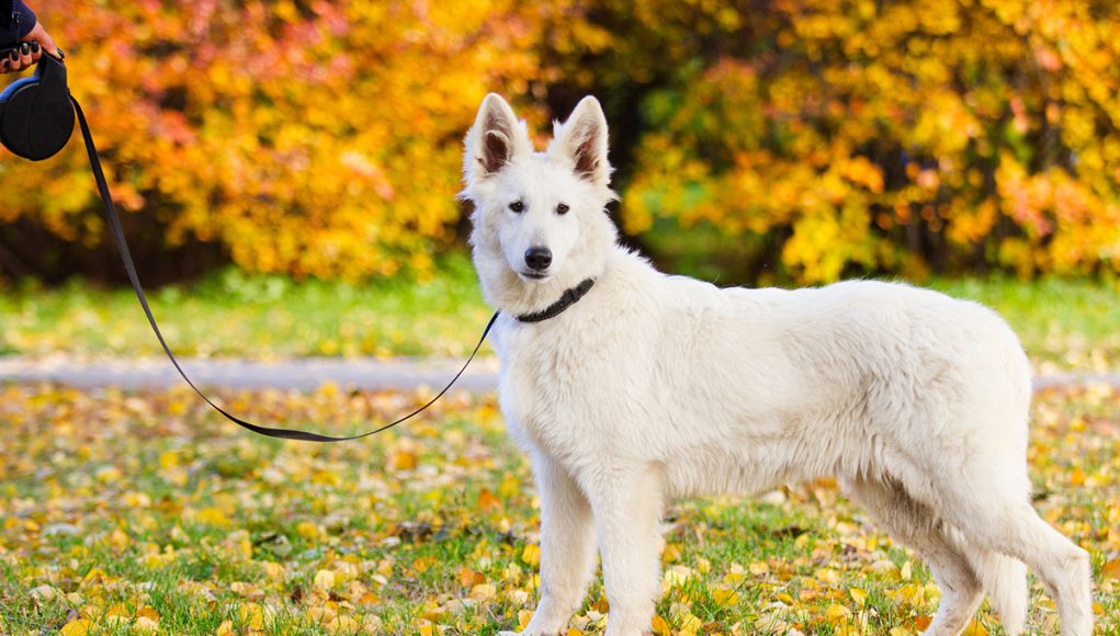 Berger Blanc Suisse