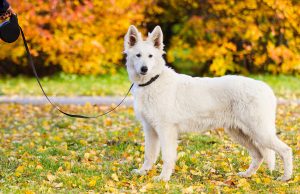 Berger Blanc Suisse Berger Blanc Suisse