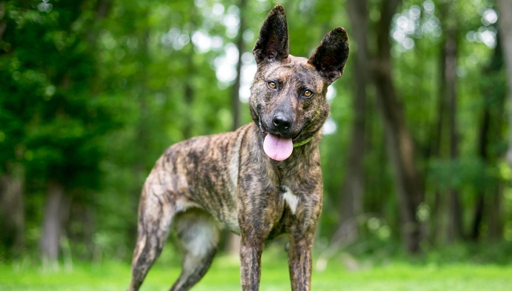 race de chien Berger Hollandais