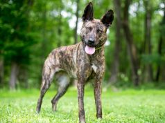 Berger Hollandais race de chien Berger Hollandais