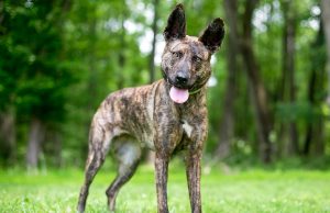 Berger Hollandais race de chien Berger Hollandais