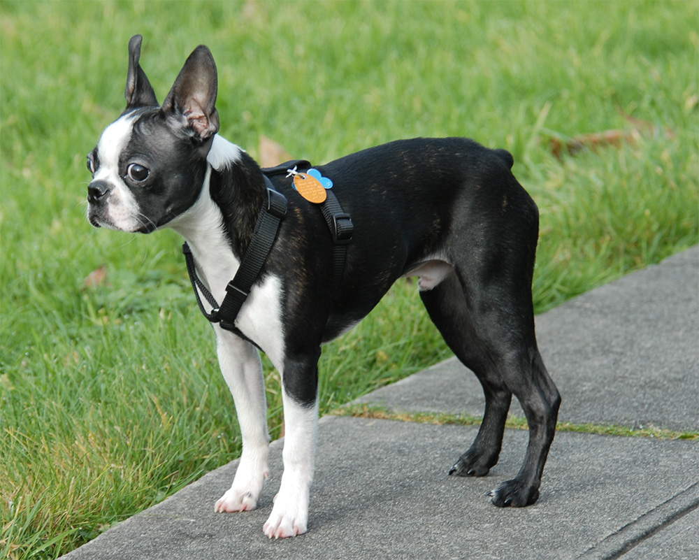 Boston Terrier