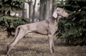 Braque de Weimar race de chien Braque de Weimar