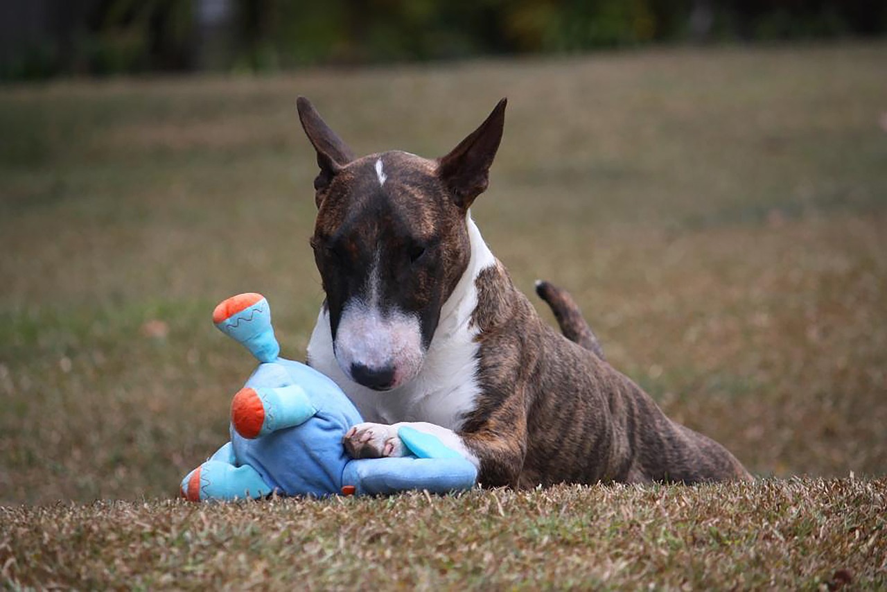 Bull Terrier