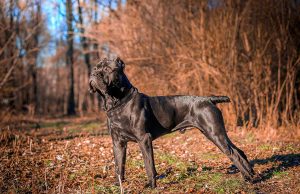 Cane Corso Cane Corso