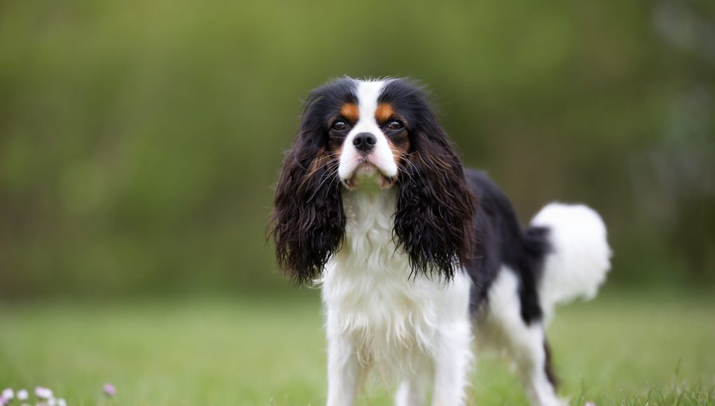 Cavalier King Charles Spaniel