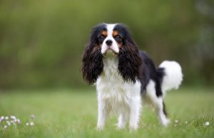 Cavalier King Charles Spaniel Cavalier King Charles Spaniel