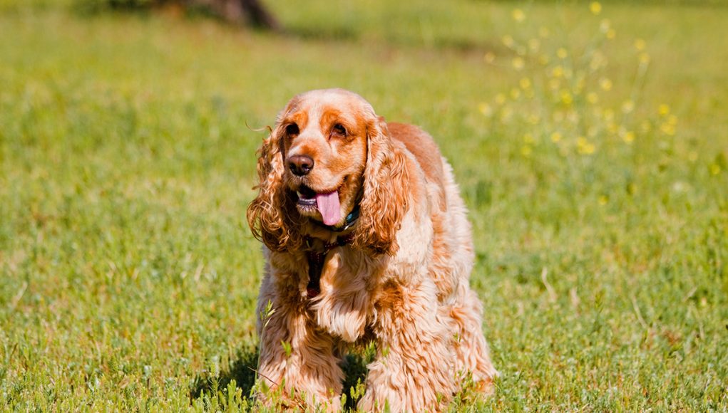 Cocker Spaniel Anglais