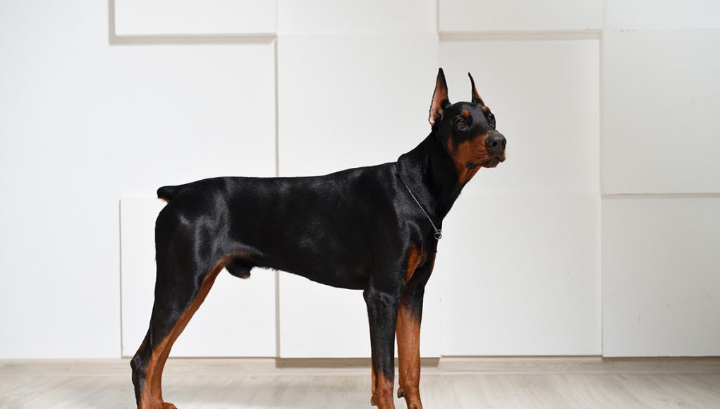 Dobermann