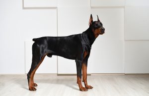 Dobermann Dobermann