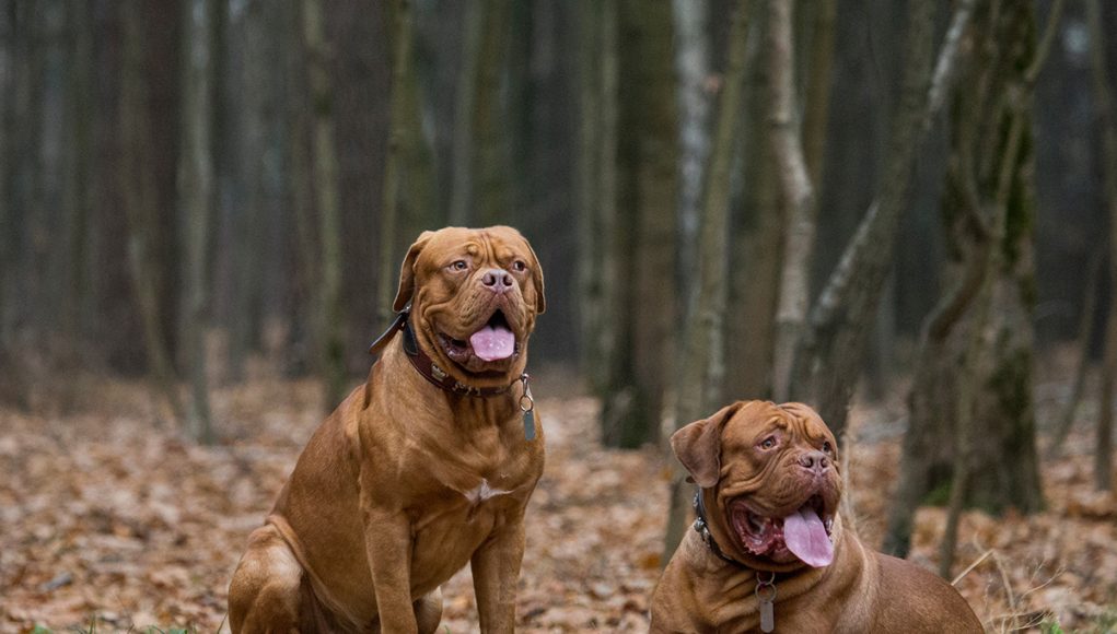 Dogue de Bordeaux