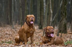 Dogue de Bordeaux Dogue de Bordeaux