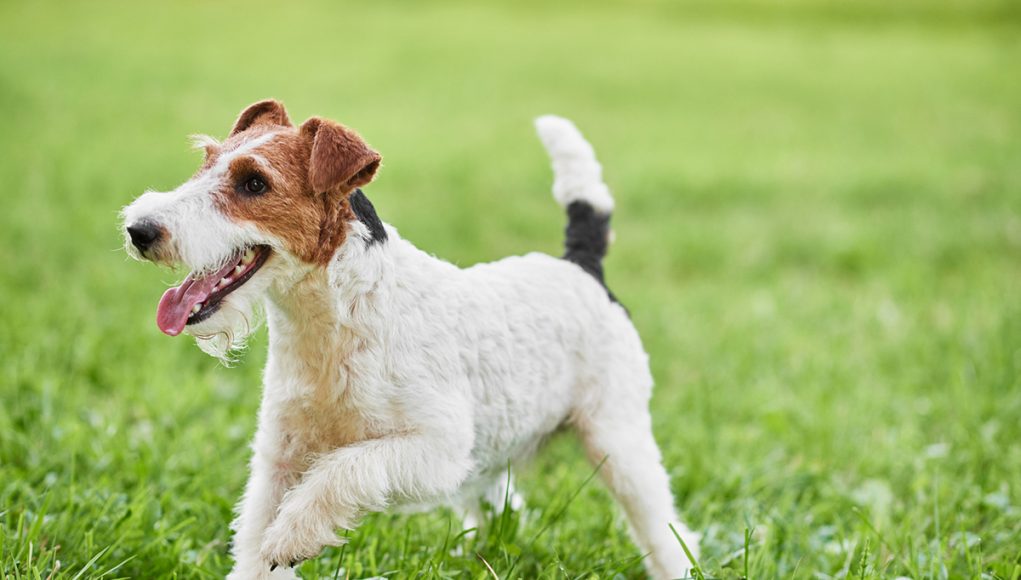 Fox Terrier