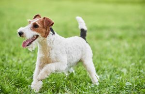 Fox Terrier Fox Terrier