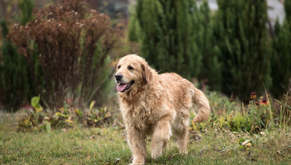 Golden Retriever