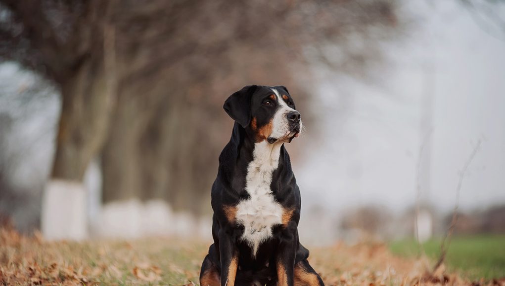 Grand Bouvier Suisse