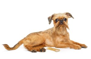 Griffon Bruxellois Griffon Bruxellois