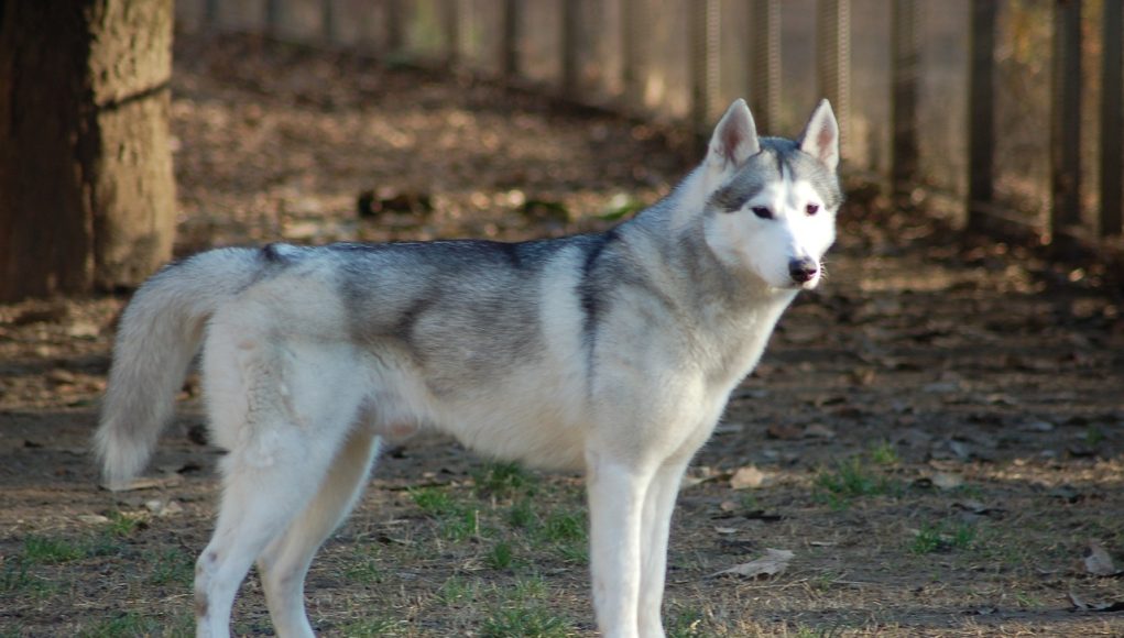 Husky Sibérien