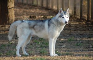 Husky Sibérien Husky Sibérien