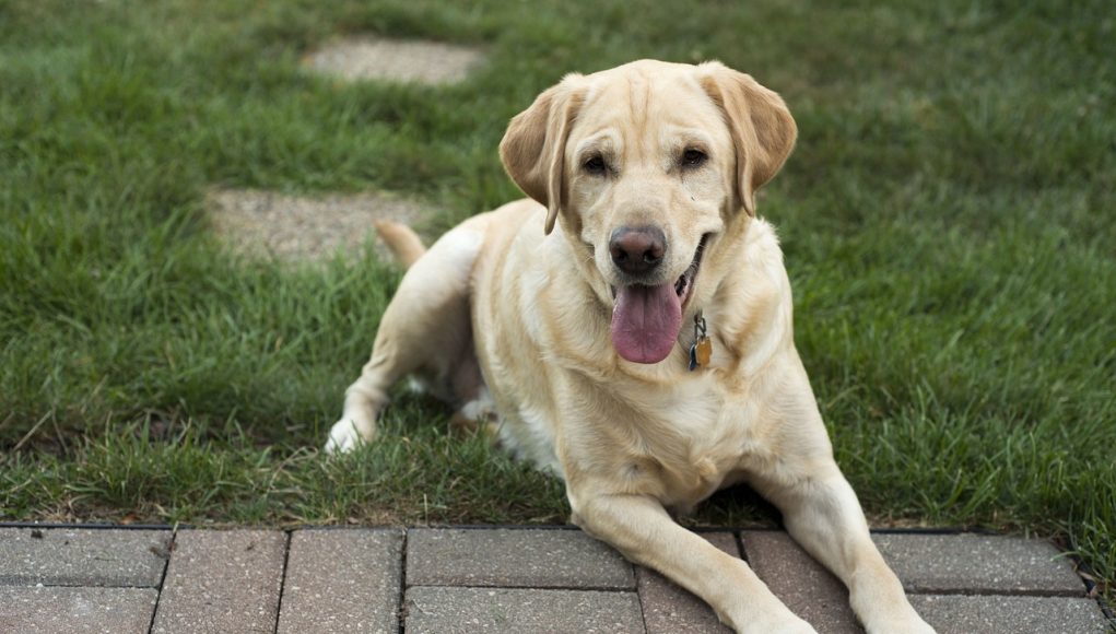 Labrador Retriever