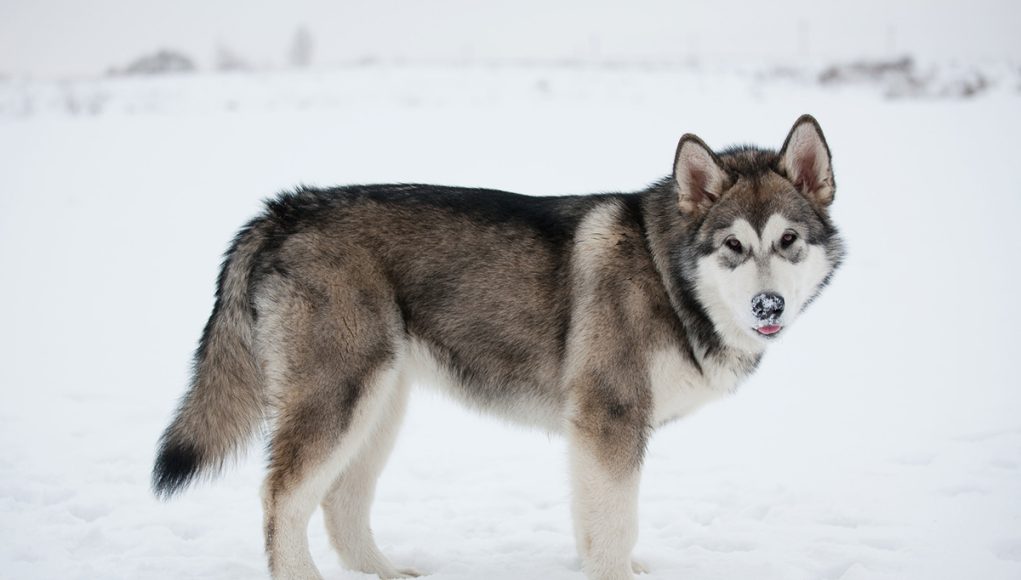 Malamute de l'Alaska