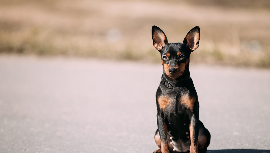 race de chien Pinscher Nain