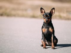 Pinscher nain race de chien Pinscher Nain