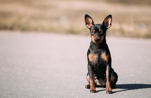 Pinscher nain race de chien Pinscher Nain