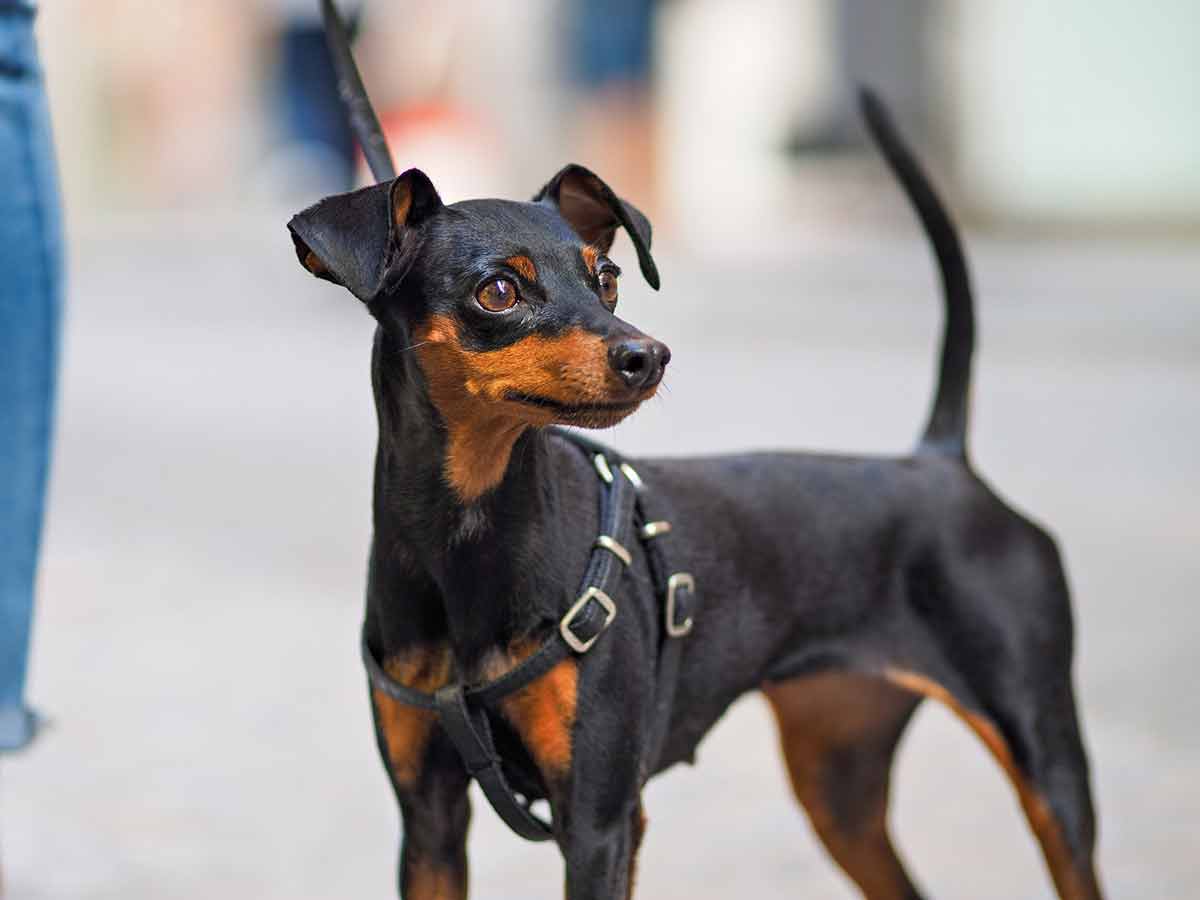 Pinscher Nain