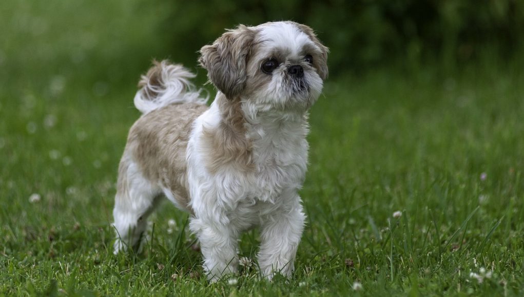 race de chien Shih Tzu