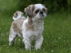 Shih Tzu race de chien Shih Tzu