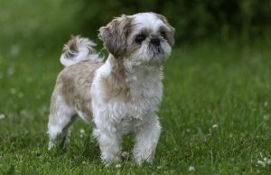 Shih Tzu race de chien Shih Tzu