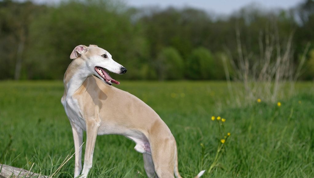 Whippet