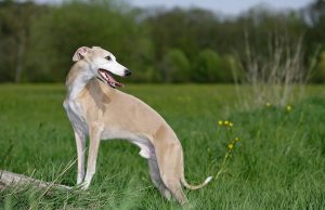 Whippet Whippet