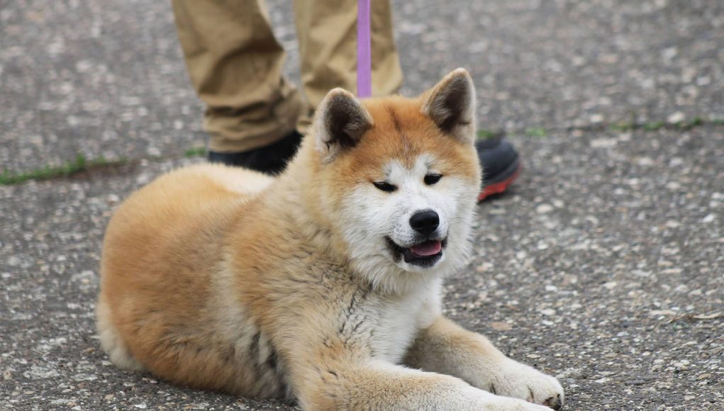 Akita Inu