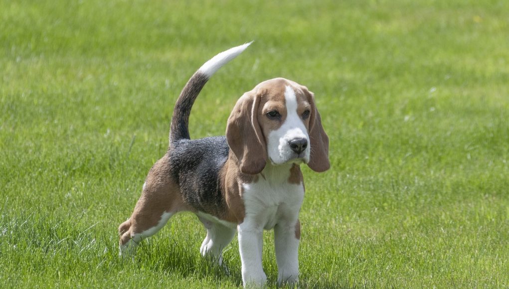 Beagle