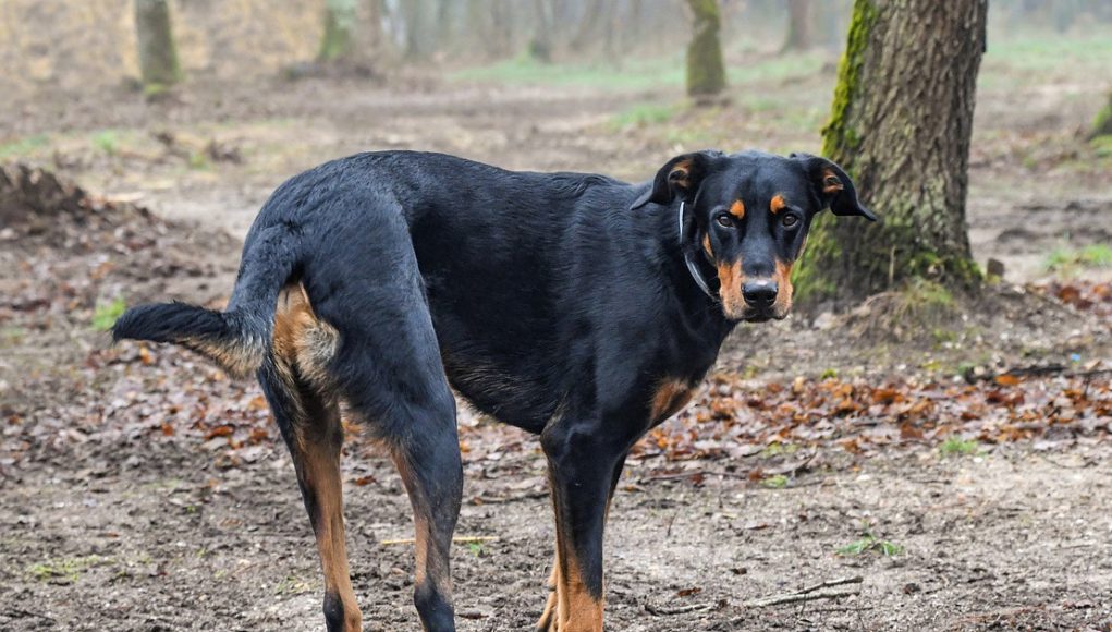 Beauceron