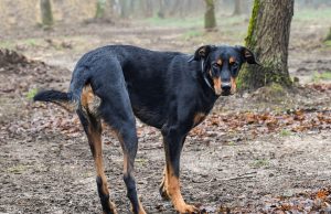 Beauceron Beauceron