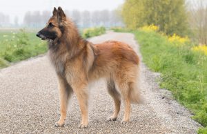 Berger Belge Berger Belge