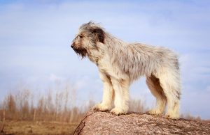Berger des Pyrénées Berger des Pyrénées