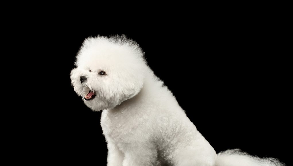 Bichon Frisé