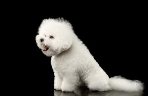 Bichon Frisé Bichon Frisé