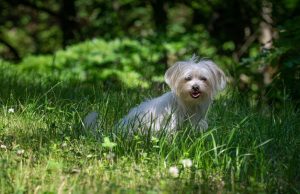 Bichon Maltais Bichon Maltais