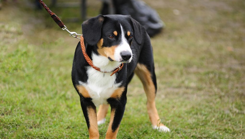 race de chien Bouvier d'Appenzell